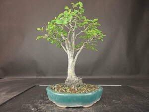 [ bonsai . shop ]*enokiBB1. manner bonsai real raw 30 year *5/17