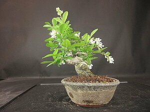 [ bonsai . shop ]* wart taBB97 shohin bonsai ( flower . attaching )*5/17