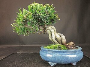 [ bonsai . shop ]* pillar can suspension BB90 ( small goods,. manner bonsai ) ( very thick ., real attaching )*5/17