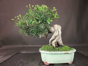 [ bonsai . shop ]* pillar can suspension BB92 ( small goods,. manner bonsai ) ( very thick ., real attaching )*5/17
