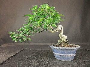 [ бонсай . магазин ]* слива mo при (u память при ) BB89 shohin bonsai ( цветок . имеется )*5/17