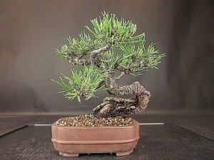 [ bonsai . shop ]* Japanese black pin ( black matsu) BB84 shohin bonsai *5/17
