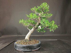 [ bonsai . shop ]*ego(..) BB94 ( small goods,. manner bonsai ) ( flower . attaching ) real raw 20 year *5/17