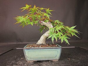 [ бонсай . магазин ]* гора . лист (yamamomiji) BB2 shohin bonsai реальный сырой 20 год *5/17