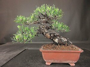 [ bonsai . shop ]* Japanese black pin (..) ( black matsuzi howe ) BB83 shohin bonsai, rare goods kind *5/17