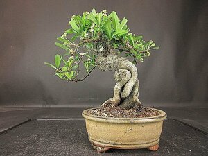 [ bonsai . shop ]* pillar can suspension BB91 ( small goods,. manner bonsai ) ( very thick ., real attaching )*5/17