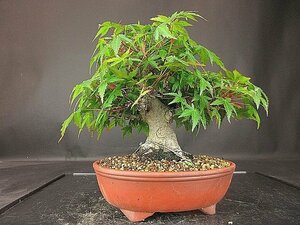 [ бонсай . магазин ]* гора . лист (yamamomiji) BB3 shohin bonsai ( очень толстый .) реальный сырой 30 год *5/17