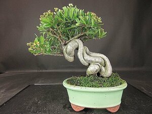 [ bonsai . shop ]* pillar can suspension BB93 ( small goods,. manner bonsai ) ( very thick ., real attaching )*5/17