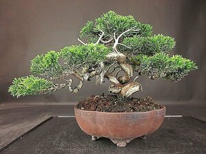 [ bonsai . shop ]* thread fish river genuine Kashiwa CC58 ( small goods,. manner tray ) ( car li*. rotation )*5/17