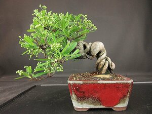 [ bonsai . shop ]* pillar can suspension ( flower . attaching ) shohin bonsai BB80 ( small leaf .)*5/5