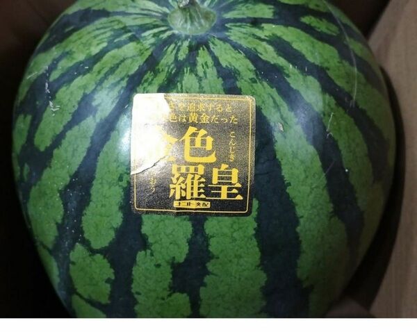 熊本県産金色羅皇1玉入【1玉約7～8kg】