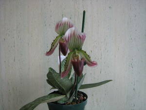 4314 Paph,callosum