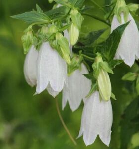 ☆ネコポス☆ 【ポット抜き苗】ホタルブクロ　白花 ☆ 涼しげなお庭に