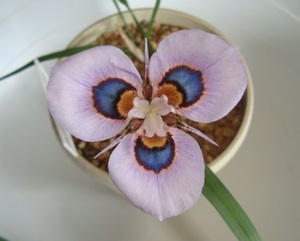 南ア球根 モラエア ヴィローサ(Moraea villosa)大球５球