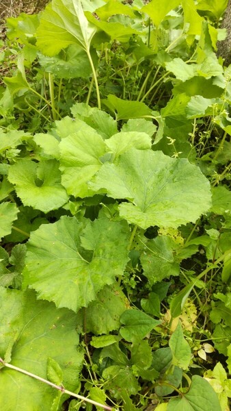 天然自然山菜 ♪香り高い山の蕗２０苗♪キャラブキ♪ 山ぶき♪ 佃煮♪ 煮物 ♪健康野菜♪