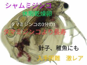 送料無料！超希少！タマミジンコの3分の1のミジンコ　シャムミジンコ　乾燥休暇卵　1カプセル　針子、稚魚にも　入手困難　グッピー金魚