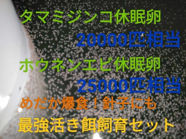 タマミジンコ20000匹相当　ホウネンエビ25000匹相当　休眠卵　最強活き餌飼育セット取説付　めだかグッピー送料無料　熱帯魚餌 