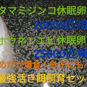 タマミジンコ20000匹相当　ホウネンエビ25000匹相当　休眠卵　最強活き餌飼育セット取説付　めだかグッピー送料無料　熱帯魚餌 