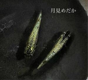 【月見めだか】金塊　幼魚　２５匹+α（計２８匹）《注意事項必読》