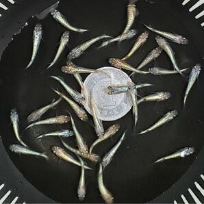 【月見めだか】ヒミツヘイキ 幼魚 ３０匹+α（計３３匹） 《注意事項必読》の画像3