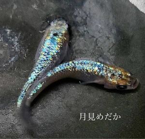 【月見めだか】ヒミツヘイキ　幼魚　３０匹+α（計３３匹）《注意事項必読》