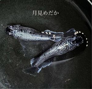 【月見めだか】ミッドナイトフリル（ラメタイプ）幼魚　３０匹+α（計３３匹）《注意事項必読》