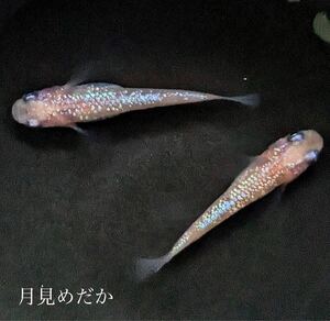 【月見めだか】♪ゴールデンウィーク企画１円スタート♪ ピンクサファイア　幼魚　３０匹+α（計３３匹）《注意事項必読》