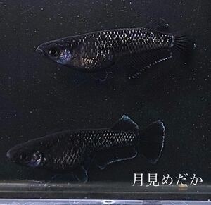 【月見めだか】ミッドナイトフリル（漆黒タイプ）幼魚　３０匹+α（計３３匹）《注意事項必読》　