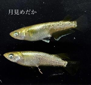 【月見めだか】ピカピカゴールドキッシング　幼魚　２０匹+α（計２３匹）《注意事項必読》