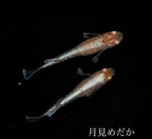 【月見めだか】アルビノブロンズ紅白　幼魚　２３匹+α（計２５匹）《注意事項必読》_画像1