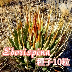 【種子】アガベ　ユタエンシス　エボリスピナ種子10粒　発芽確認済