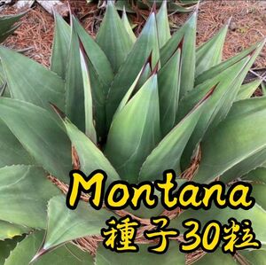 【種子】アガベ　モンタナ種子30粒　Agave montana