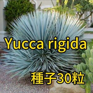 【種子】ユッカ　リギダ　種子30粒　Yucca rigida 