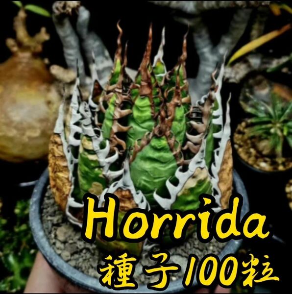 [種子] アガベ ホリダ Agave horrida ssp. horrida