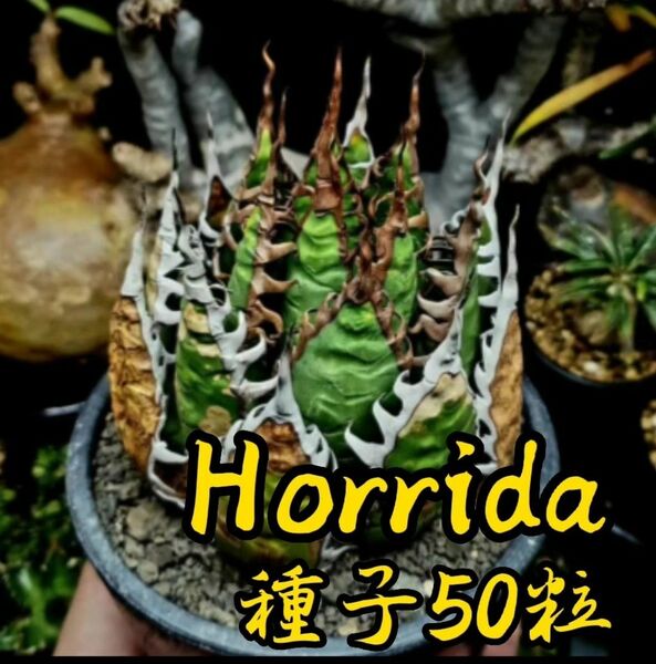 [種子] アガベ ホリダ Agave horrida 種子50粒