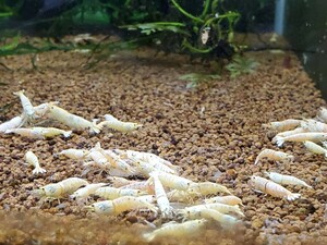 < snow white shrimp >[ bleed ]2.0cm rom and rear (before and after) 20 pcs +2 pcs set 