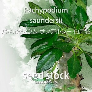 パキポディウムの種 サンデルシー Pachypodium saundersii 100個