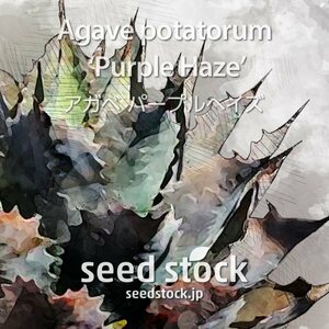 アガベの種 Agave potatorum 'Purple Haze' 50個 ★送料80円