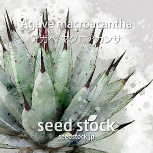 アガベの種 マクロアカンサ macroacantha 100個 ★送料80円