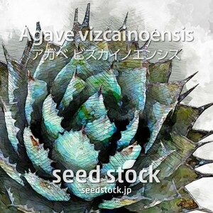アガベの種 ビスカイノエンシス Agave vizcainoensis 50個 ★送料80円