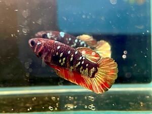 ** betta 289 red black klikyula Galaxy 3.5cm female egg ..*. put on guarantee * ( Okinawa, Hokkaido shipping possible )