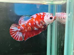 ** betta 268 red koi Galaxy 4.5cm female egg ..*. put on guarantee * ( Okinawa, Hokkaido shipping possible )