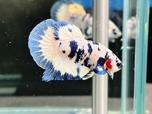 ** betta 505 marble blue Dalmatian 4.5cm male *. put on guarantee * animation equipped ( Okinawa, Hokkaido shipping possible )