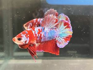 ** betta 394 red koi Galaxy 5cm male *. put on guarantee * animation equipped ( Okinawa, Hokkaido shipping possible )