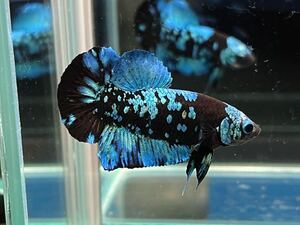 ** бойцовая рыбка 273 черный голубой аватар Galaxy 4.5cm мужской *. надеты гарантия * анимация есть ( Okinawa, Hokkaido отправка возможно )