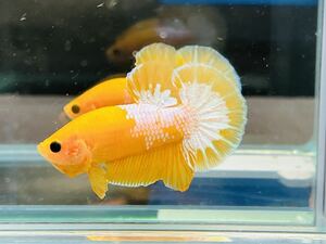 ★★ベタ　338 イエロー ファンシー (ピカチュウ)　4.5cm オス　★死着保証 ★動画有り (沖縄、北海道発送可)