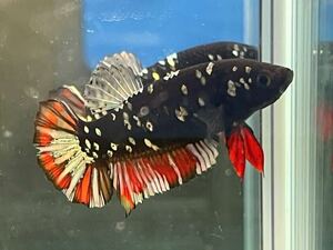 ** betta 157 red black avatar klikyula Galaxy 4.5cm male *. put on guarantee * animation equipped ( Okinawa, Hokkaido shipping possible )