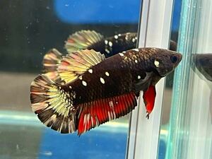 ** betta 128 red black avatar klikyula* Galaxy 4.5cm female egg ..*. put on guarantee * ( Okinawa, Hokkaido shipping possible )