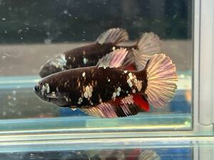 ** betta 541 Zeus black avatar Galaxy 4.5cm female egg ..*. put on guarantee * ( Okinawa, Hokkaido shipping possible )