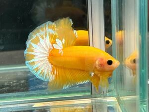 ** betta 11 yellow fancy ( Pikachu ) 4.8cm male *. put on guarantee * animation equipped ( Okinawa, Hokkaido shipping possible )